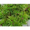 Pinus mugo 'Parade Kissen' (2)