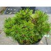 Pinus mugo 'Parade Kissen' (1)