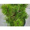 Pinus mugo 'Mikul�ovice' (3)