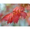Acer japonicum aconitifolium 2