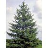 cedrus glauca
