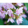 Rhapiolepis umbellata2