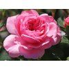 scarler rose