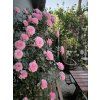 85373 ruze eva starlet rose