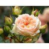Rose 'Matthias Claudius®' (Spezielle Verpackung)