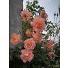 85505 4 ruze westerland