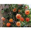 85505 5 ruze westerland