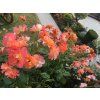 85505 7 ruze westerland