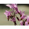 dodecatheon meadia queen victoria 10386