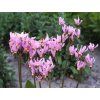 dodecatheon meadia queen victoria p9