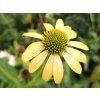 86408 trapatka mellow yellows echinacea mellow yellows