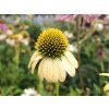 86408 2 trapatka mellow yellows echinacea mellow yellows