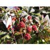 Rubus Dornenloser Immergrüner (1)