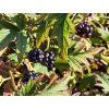 Rubus Dornenloser Immergrüner (2)