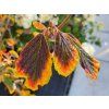 88130 2 vilin japonsky zuccariniana
