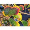 88130 3 vilin japonsky zuccariniana