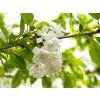 Prunus avium Plena (3)