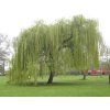pendula kopie