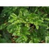 Sekvoj vždyzelená (Balení kontejner C7,5)