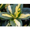 Euonymus fortunei Sunspot 84066 2