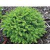 glauca