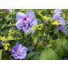 blue shifon