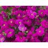 90659 1 taricka audrey red aubrieta audrey red