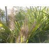 Pennisetum Black Beauty (1)
