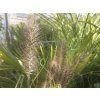 Pennisetum Black Beauty (3)