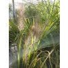 Pennisetum Black Beauty (2)