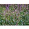 veronicastrum virginicum fascination 1 82dc262662