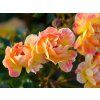 Rose 'Bienenweide® Fruity' (Sonderverpackung)