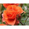 Rose 'Naranga®' (Verpackung Sonderverpackung)