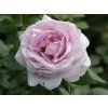 Rose 'Pacific Blue®' (Sonderverpackung)