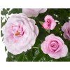 Rose 'Pacific Blue®' (Sonderverpackung)
