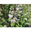 Caryopteris Pink Perfect (1)