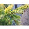 96212 1 jedle belokora aurea