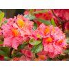 Azalea Sarina (2)