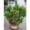 Pinus sylvestris 'Watereri' (2)