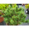 Pinus sylvestris 'Watereri' (3)