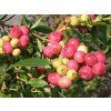36864 1 pink lemonade