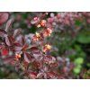 Berberitze Thunberga Carmen 001