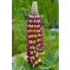 Lupinus Manhattan Lights (1)
