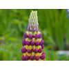 Lupinus Manhattan Lights (2)