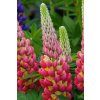 Lupinus Tequila Flame (1)