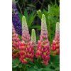 Lupinus Tequila Flame (2)