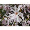 Magnolie 'Leonard Messel' (Balení kontejner C7,5)