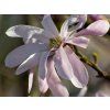 50379 rosea