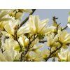 Magnolia Yellow River (1)