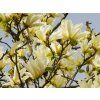 Magnolia Yellow River (2)